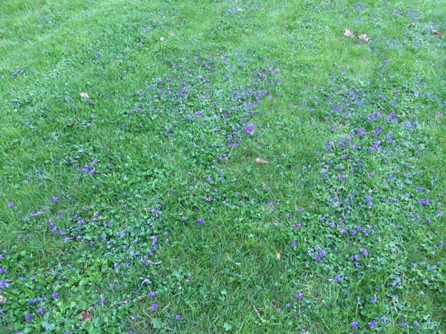 Cleveland Ohio Landscaping - Violets in Lawn Solved with Fall Fertilization