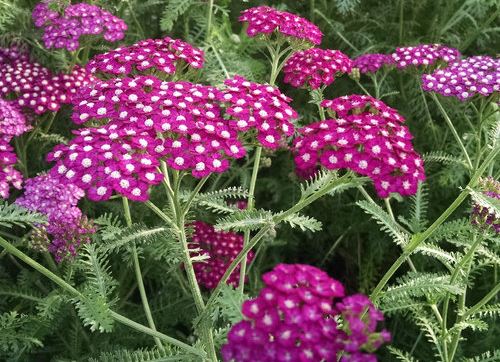 Achillea New Vintage Red Flowers & Plantings by H&M Landscaping