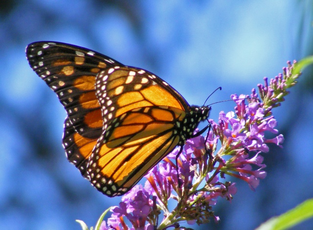 Multi-Phase Landscape Restoration with Butterfly Habitat in Cleveland Ohio