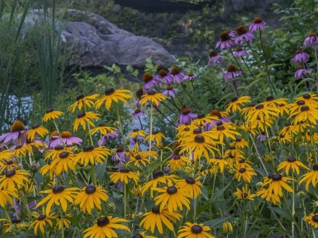 Cleveland Area Landscape Flowers to Beat the Summer Heat