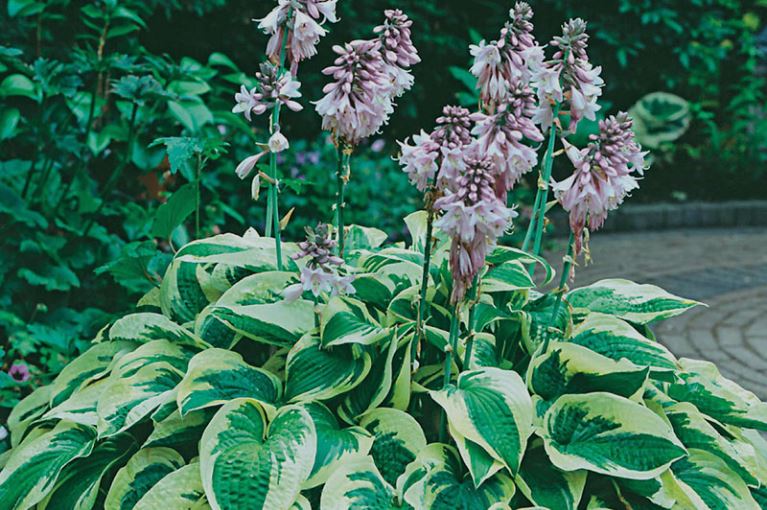 Cleveland Area Landscaping Shade Plant Installation Services for Northeast Ohio