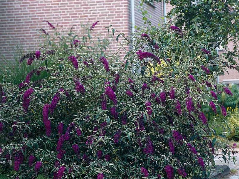 Cleveland Area Landscape Plants that are Drought Tolerant
