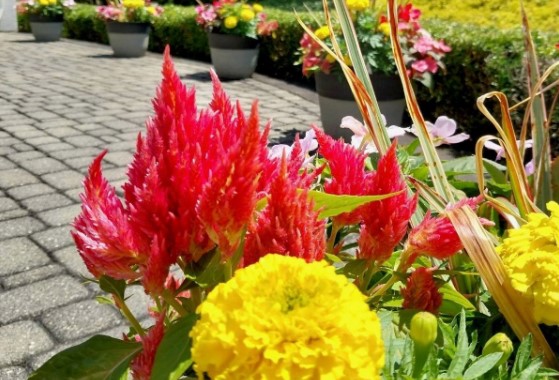 Cleveland Area Landscaping Yard Ideas and Tips for Northeast Ohio