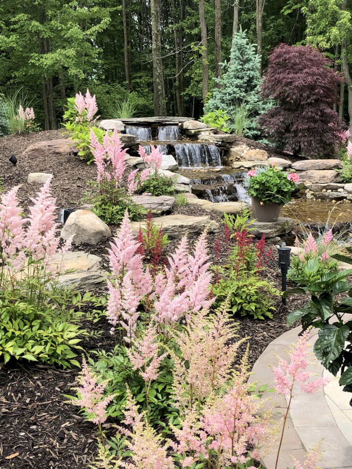 Cleveland Landscaping Company Project Landscape Flower Bed Waterfall Spruce & Japanese Maple