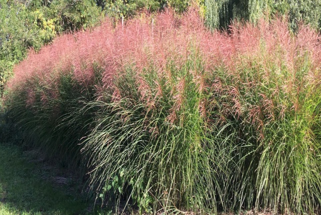 Cleveland's H&M Landscaping Installs Ornamental Grasses