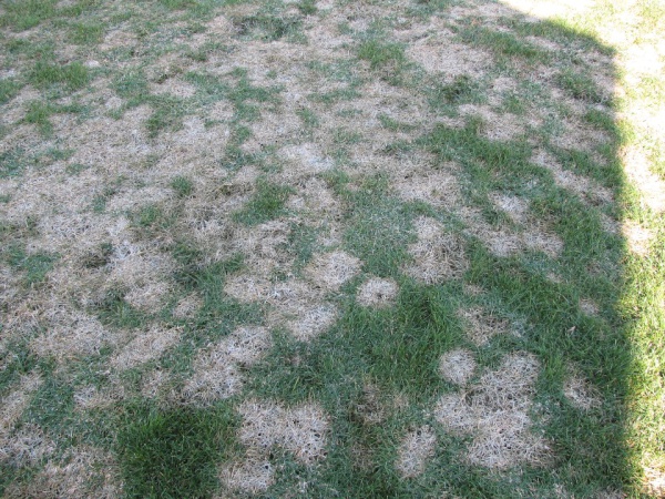 Lawn Landscaping Snow Mold