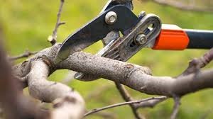 Cleveland Area Landscaping Tips for Fall Pruning in Northeast Ohio