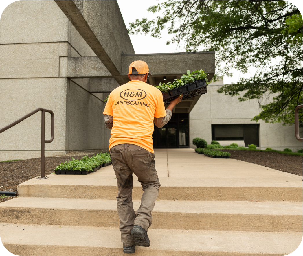 H&M Landscaping crew member in branded uniform carrying plants for commercial landscape installation at business property entrance