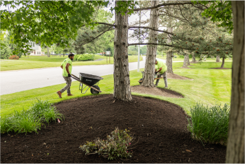 mulching-service-landscape-beds Landscaping crew spreading mulch around trees and garden beds for clean landscape design